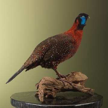 Satyr Tragopaan Taxidermie Opgezette Dieren By Max, Ophalen of Verzenden, Nieuw, Vogel, Opgezet dier