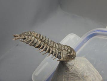 Trilobiet - Fossiel skelet - Cheirurus * A very rare