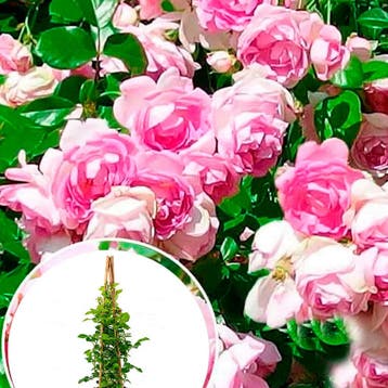 Roos Jasmina container (P17) Sierplanten, Roze, Verzenden, Overige soorten, Struik