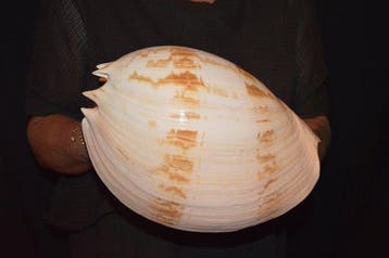 Zeeslak Zeeschelp - S-01 MELO UMBILICATUS, Nieuw