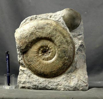 Zeer decoratief jurassisch kerkhof - Gefossiliseerd dier -