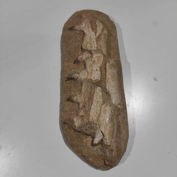 Mosasaurus - Gefossiliseerde kaak - reptil marino - 20 cm -
