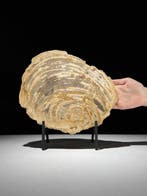 Prachtige snede van versteend hout op een op maat gemaakte