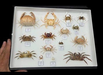 Museum Presentation of 15 good Sea crab- full data and, Nieuw