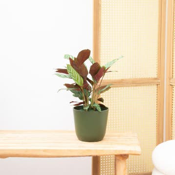 Green Bubble - Calathea Compactstar - 35cm - Ø17 cm, Huis en Inrichting, Kamerplanten, Ophalen of Verzenden