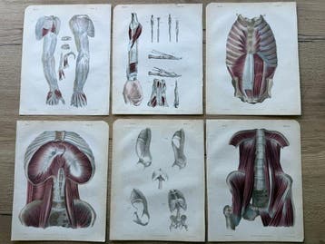 P. S. Duval (XIX) - A Series of Anatomical Plates, anatomie
