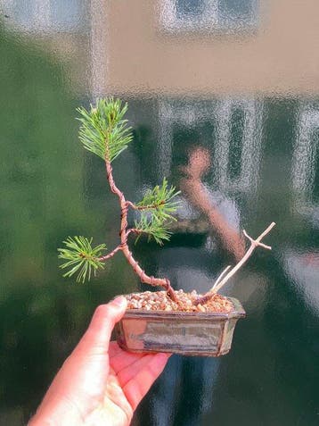Den bonsai (Pinus) - Hoogte (boom): 25 cm - Diepte (boom):