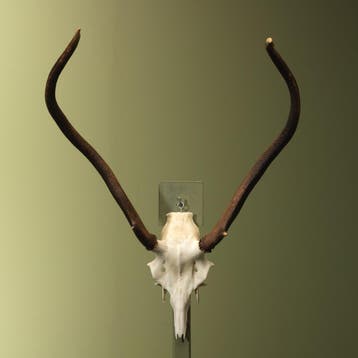 Edelhert Gewei Taxidermie Opgezette Dieren By Max, Verzamelen, Dierenverzamelingen, Ophalen of Verzenden, Nieuw, Wild dier, Opgezet dier