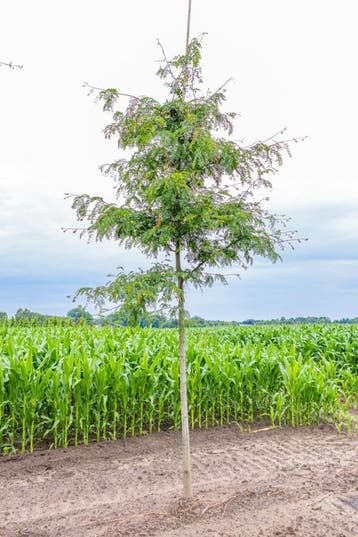 Gleditsia triacanthos f. inermis hoogstam 12/14