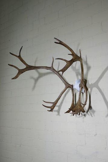 Reindeer/Caribou Schedel - Rangifer tarandus - 60 cm - 65 cm, Nieuw