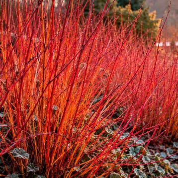 Kornoelje ‘Anny`s Winter Orange’ (Gewoon) Sierplanten, C, Tuin en Terras, Verzenden, Overige soorten, Struik