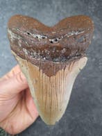 Megalodon - Fossiele tand - Otodus (Carcharocles) megalodon, Verzamelen