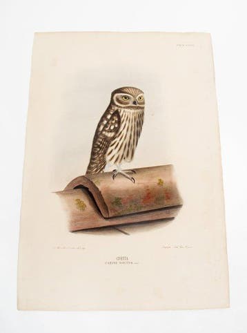 Giglioli/Manzella - Iconografia della Avifauna Italica N.