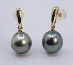 Oorbellen - 14 karaat Geel goud - 10×11 mm Tahitiaanse, Nieuw