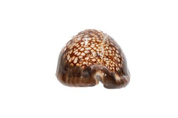 Super TOP GEM Giant  met gegevensblad Taxidermie