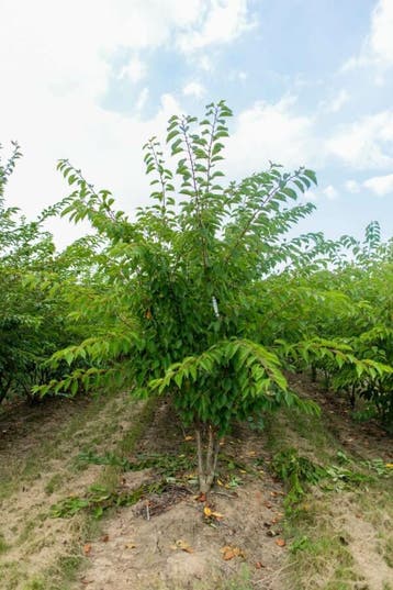 Prunus yedoensis meerstammig 200-250