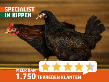 Prachtige Barnevelder krielkippen, snel tam, goede leg, Dieren en Toebehoren, Pluimvee, Vrouwelijk, Kip
