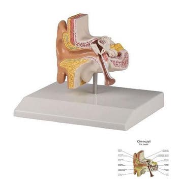 Anatomie model oor, 11x9x5 cm, Nieuw