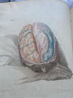 Sir Charles Bell - The Anatomy of the Brain, Explained in a