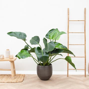 Green Bubble - Philodendron Green Beauty - 100cm - Ø27 cm, Ophalen of Verzenden