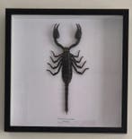 Schorpioen Taxidermie volledige montage - Palamnaeus, Antiek en Kunst, Curiosa en Brocante