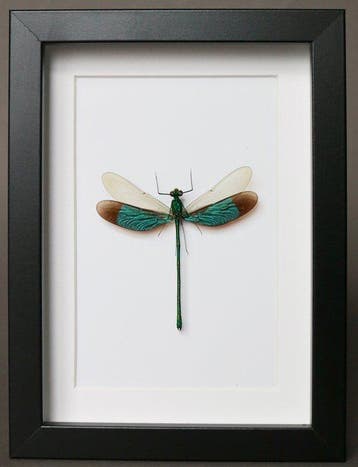 Libel Taxidermie volledige montage - Neurobasis sinensis -, Nieuw