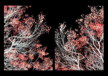 Susana Galbis - The hug of trees