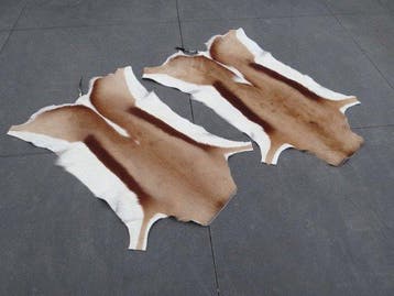 Pair South African Springbok Skins Taxidermie wandmontage -, Nieuw