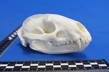 Schedel van de das Schedel - Meles meles - 0 cm - 0 cm - 14, Verzamelen, Dierenverzamelingen, Nieuw