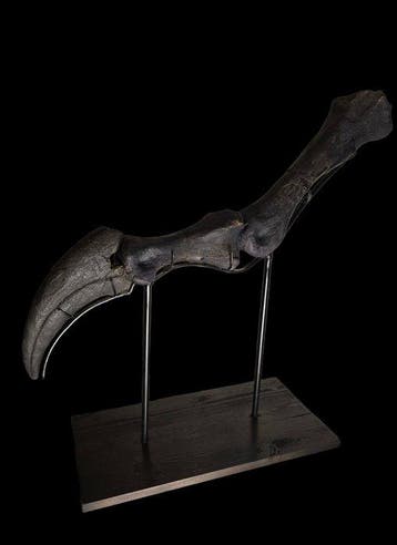 ENORME vinger van Suchomimus - Fossiel skelet - Suchomimus