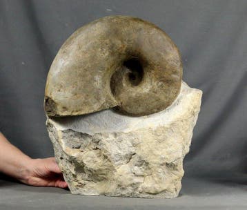 Ongewoon Trias-nautiloïde - Gefossiliseerd dier -