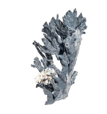 Koraal Koraal - Heliopora coerulea  27x19x16cm  RIESE, Nieuw