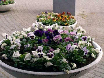 Grote ronde bloembak - plantenbak - plantenschaal, 100 cm of meer, Rond, Nieuw, Ophalen of Verzenden