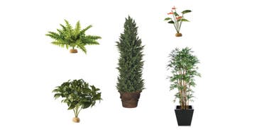 Goedkoop Planten en Bloemen huren vanaf €6,05,- per dag, Nieuw