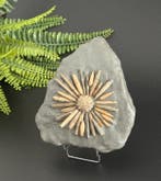 Zeer decoratieve zee-egel op Matrix - Gefossiliseerd dier -