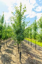 Malus domestica Jonagold hoogstam 12/14