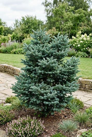 Abies koreana Blue Emperor Struik, Tuin en Terras
