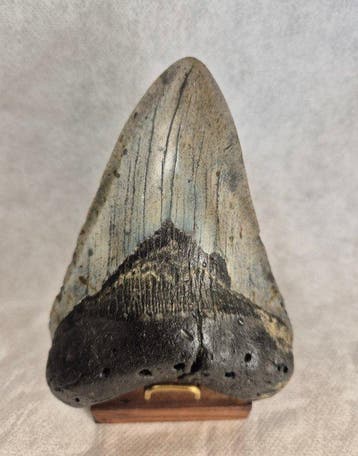 Large Megalodon tooth - Fossiele tand - Otodus Megalodon -, Verzamelen