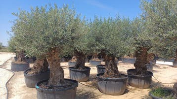 Green Bubble - Olijfboom Olea Europaea Bonsai XXXXL - 300cm, Ophalen of Verzenden