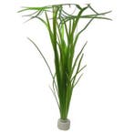 Vallisneria spiralis aquariumplant (Aquariumplanten), Dieren en Toebehoren, Ophalen of Verzenden, Nieuw, Plant(en), Steen of Hout