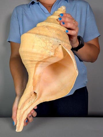 Grote Australische trompet - 49,5 cm Zeeschelp - Syrinx, Verzamelen, Nieuw