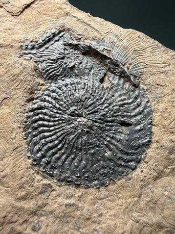 Prachtige grote Triasische ammonietplaat - Fossiele