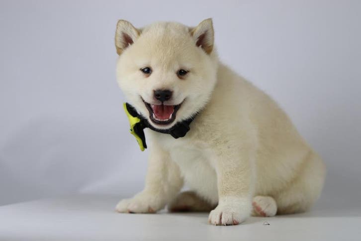 Shiba Inu Pups - wit / creme kleurig, Dieren en Toebehoren, Honden | Poolhonden, Keeshonden en Oertypen, Meerdere, Meerdere dieren