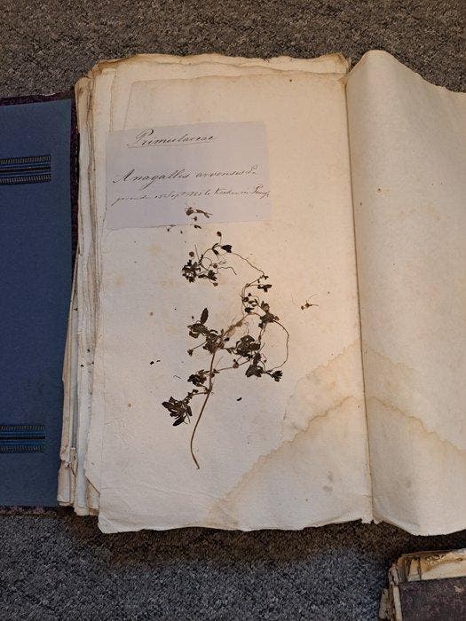 Unbekannt - Herbarium - 1885-1886, Antiek en Kunst, Antiek | Boeken en Bijbels
