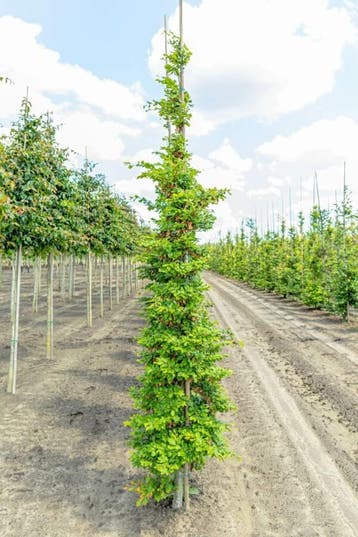 Fagus sylvatica beveerd 18/20