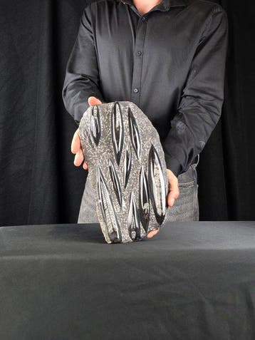 Orthoceras - Gefossiliseerd dier