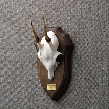 Reebok Gewei Taxidermie Opgezette Dieren By Max, Ophalen of Verzenden, Nieuw, Wild dier, Opgezet dier