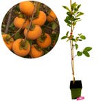 Diospyros kaki Fau Fau + Pot 23cm, Verzenden, Volle zon