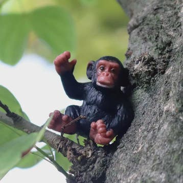 Oenux Wild Animal Speelfiguren: Aap, Chimpansee, Orang-oetan