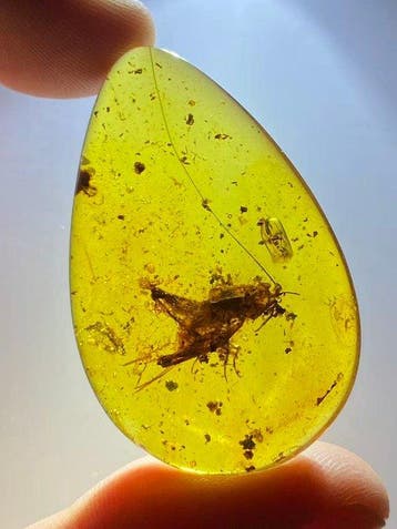 Amber - Fossiele matrix - Big Gryllidae in amber - 42.2 mm -